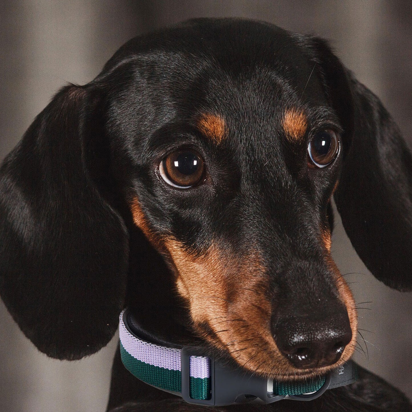 Set zgarda S/M & lesa animale companie verde - lavanda, HAY