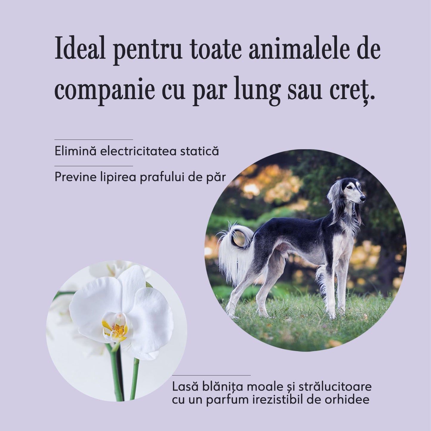 Spray descalcire blanita animale de companie, Always Your Friend (fabricat manual)